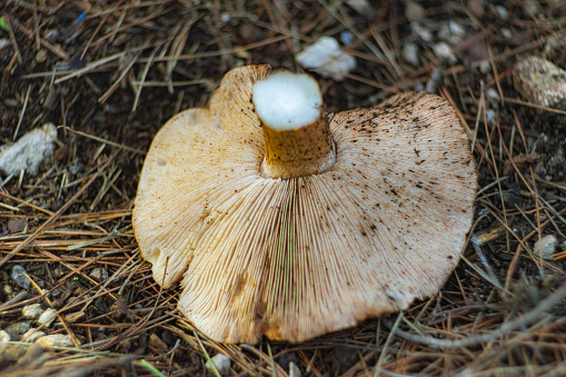mushrooms and bryophytes