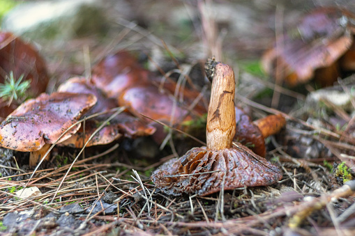 View of a mushroom on the soil in in pine forest.