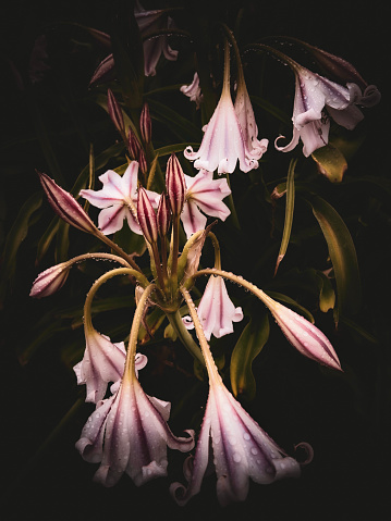 My original vertical closeup photo of Madonna Lilies with raindrops growing in a garden has been transformed using a filter to create pink buds, leaves and flowers against a dark background to give a feeling of mystery and awe to the image.