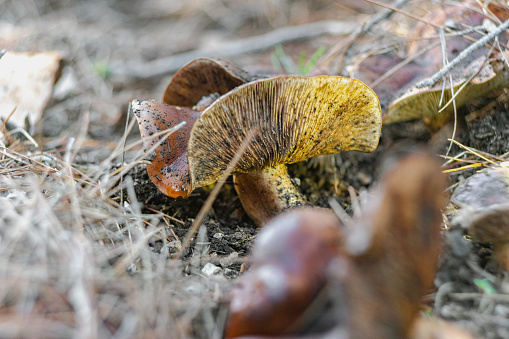 Amanita muscaria in hand and basket.