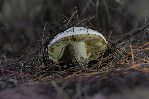 Several orange cap boletus mushrooms growing in fertile soil in the forest with dry leaves and grass against group of pinetrees