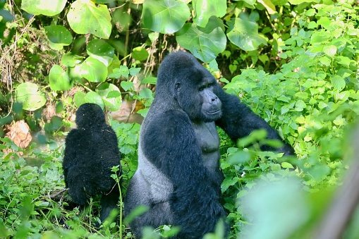 Male Gorilla with a baby