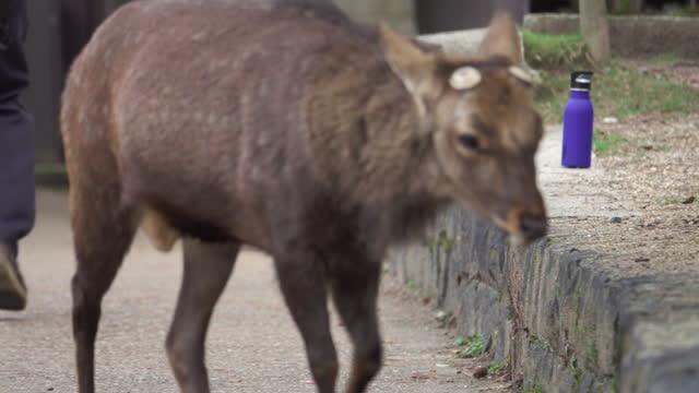 View of deer in natural parkland at Nara province