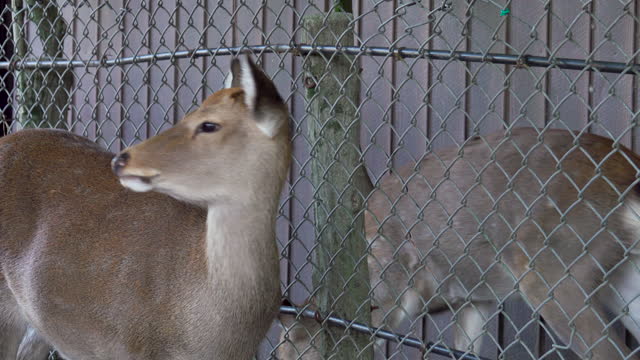 View of deer in natural parkland at Nara province