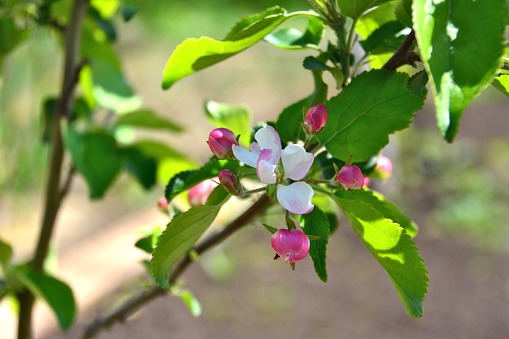 Crabapple trees and spurge plants in the spring