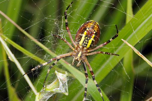 Silver Argiope Spider, Argiope argentata, Punta Cormorant, Floreana Island; Charles Island; Galapagos Islands; Galapagos; Ecuador. Galapagos Islands National Park. Female.