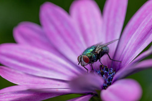 Green fly on a pink flower in macro lens