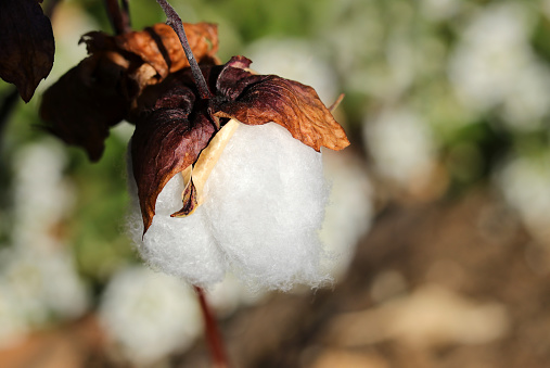 Close-up of beautiful pure white cotton ready for harvest (sunny natural light + strobe macro close-up photography)