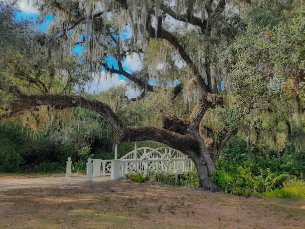 istock White wooden bridge in greenery 1886847956