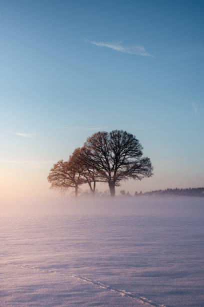 istock trees snowy landscape sunset 1886853795