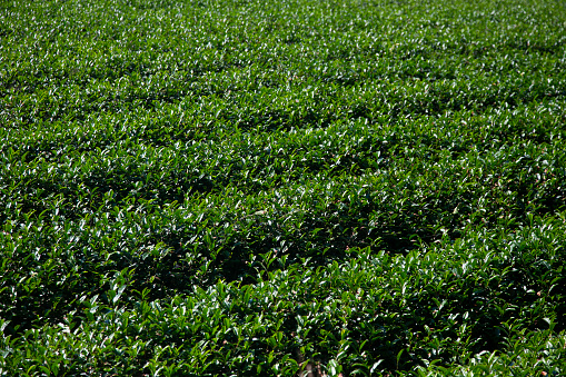 Organic green tea plantations in the Wakayama mountains in Japan..