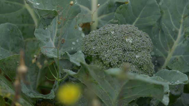 Organic grown fresh broccoli plant