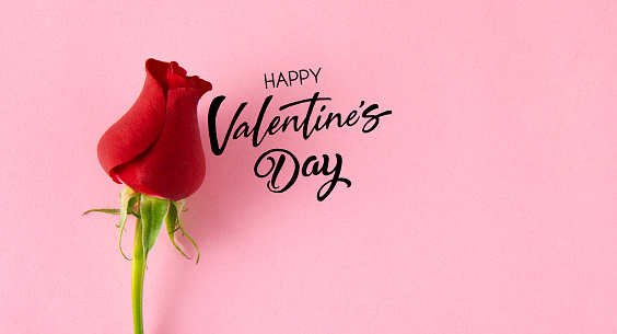 Red rose with Valentine’s message on pink background