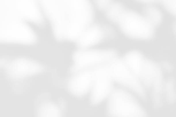 istock Shadow of leaves on white wall. Sunlight effect on the cement wall surface. 1886877509