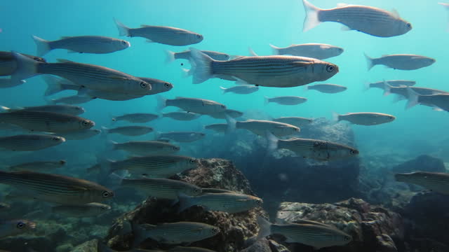 School of mullet fish underwater
