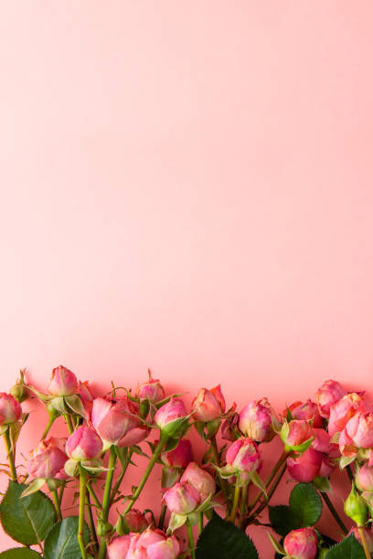 istock Pink Roses on Pink Background 1886878565