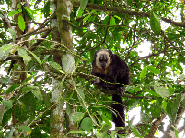 istock The monkey in Amazon river, Peru, South America 1886882740