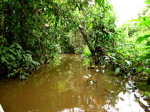 Jungle on Amazon river in Peru in South America