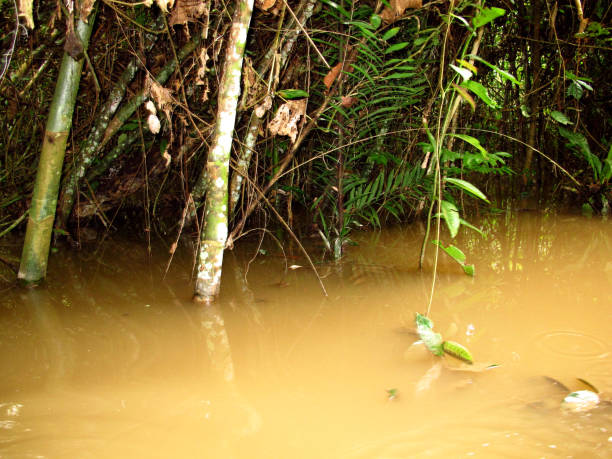 istock Jungle on Amazon river in Peru, South America 1886882747