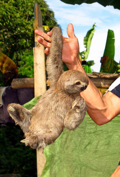 istock Sloth on Amazon river, Peru, South America 1886882797