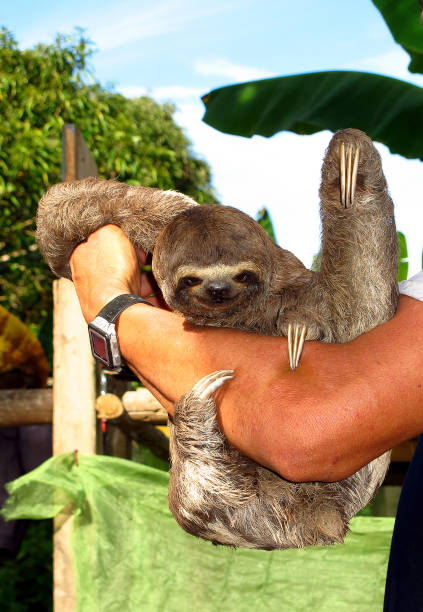 istock Sloth on Amazon river, Peru, South America 1886882989