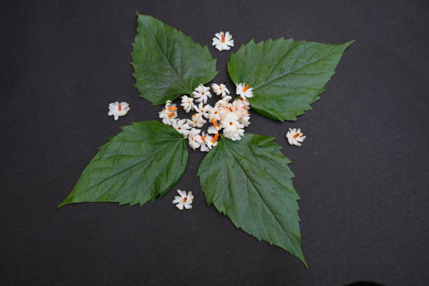 istock Nyctanthes arbor tristis flower. 1886884885