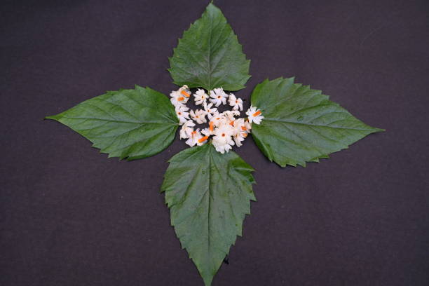 istock Nyctanthes arbor tristis flower. 1886884893