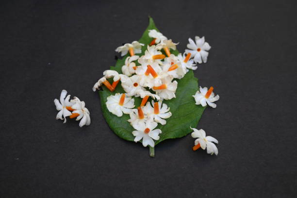 istock Nyctanthes arbor tristis flower. 1886885933