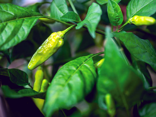 istock Green young chili peppers on the chili tree 1886887306