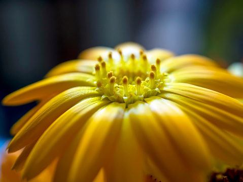 Macro of a vibrant golden yellow Lily in a flower garden.  Shallow depth of field.