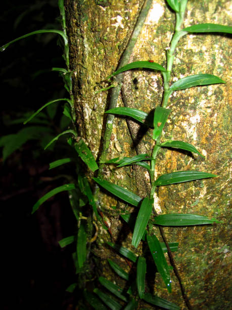 istock Jungle on Amazon river in Peru, South America 1886903172