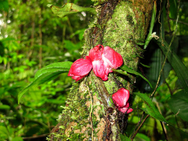 istock Jungle on Amazon river in Peru, South America 1886903184