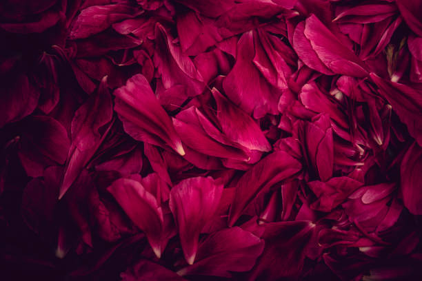 istock Just leaves of rose as a background 1886911615