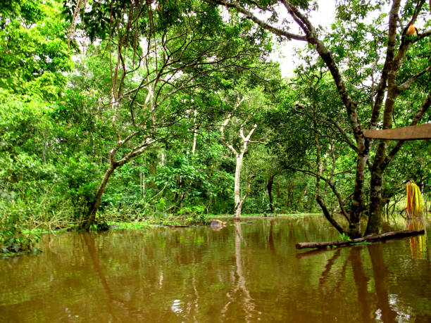 istock The Amazon river in Peru, South America 1886911653