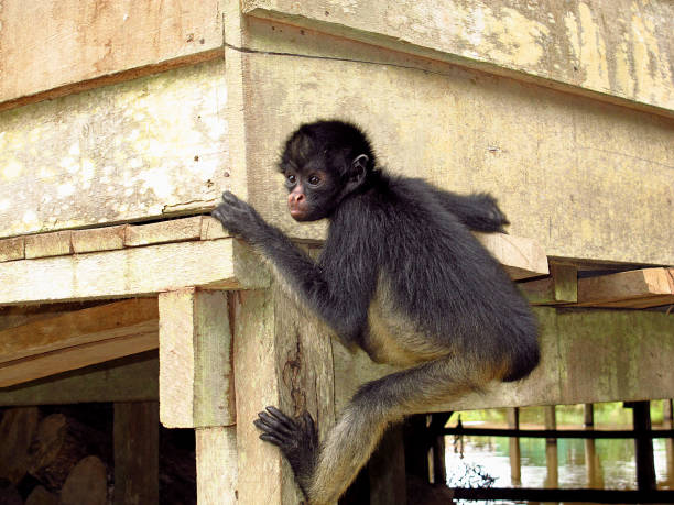 istock The monkey in Amazon river, Peru, South America 1886911662
