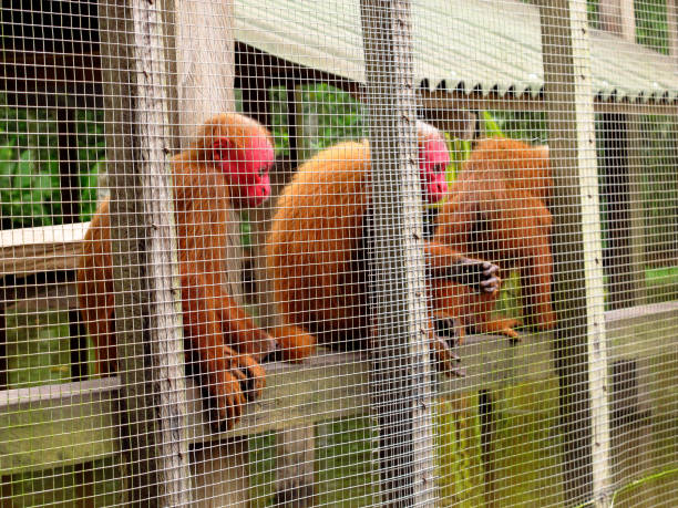 istock The monkey in Amazon river, Peru, South America 1886911666