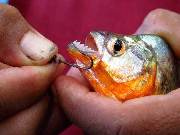 istock Piranha on Amazon river, Peru, South America 1886911744