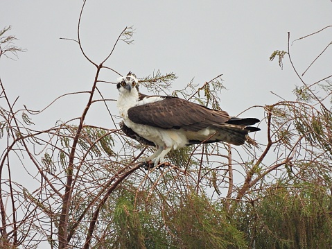 Osprey - profile