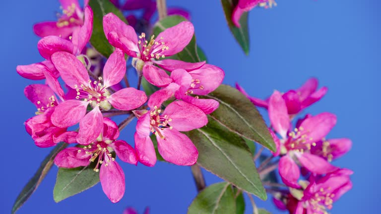 Time Lapse Video of Red Blossoms in Bloom. Blooming Ornamental Paradise Apple Tree Malus. Pink Crabapple Flowers and Leaves. Timelapse. Blue Background Pink Beautiful Tree Flowers