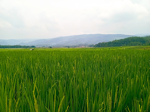 a stretch of rice plants in green rice fields near the hills