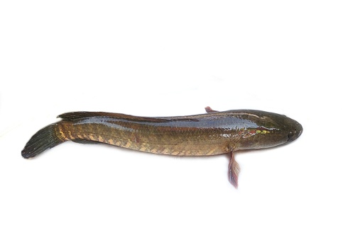 Channa striata, the striped snakehead, is a species of snakehead fish. It is also known as the common snakehead, chevron snakehead, or snakehead murrel and generally referred simply as mudfish