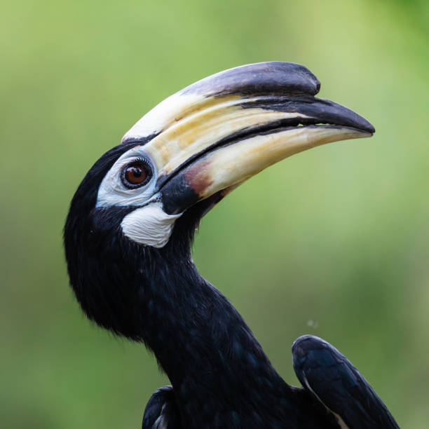 istock Oriental pied hornbill 1886943729