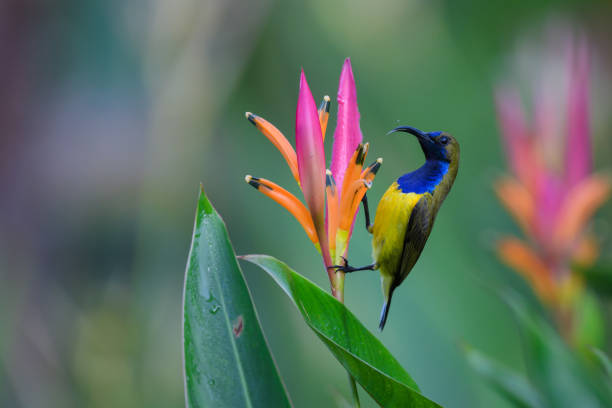 istock Sunbird and flowers 1886943733