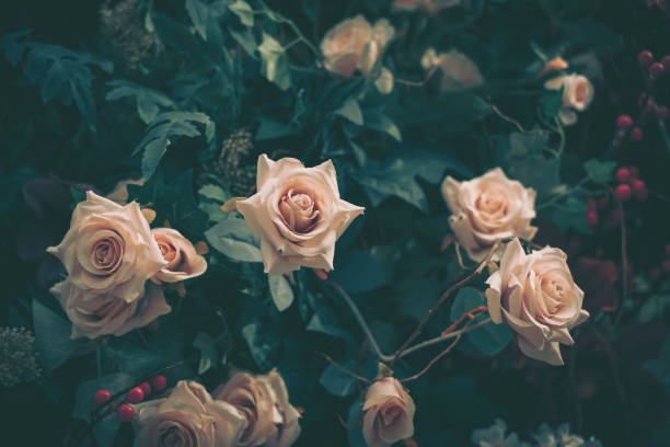 istock Beautiful Artificial Rose Flowers Background, Vintage style; 1886955769