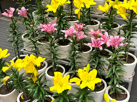 Stock photo showing close-up view of metal tiered plant stand displaying rows of bright pink and yellow oriental lily flowers (Lilium) in white plant pots standing on a paved sidewalk.