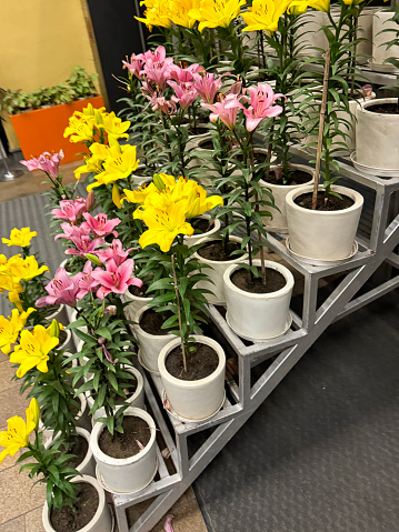 Stock photo showing close-up view of metal tiered plant stand displaying rows of bright pink and yellow oriental lily flowers (Lilium) in white plant pots standing on a paved sidewalk.