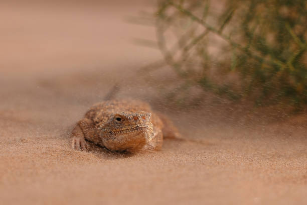 istock Toad-headed agama, Phrynocephalus mystaceus. Calm desert roundhead lizard on the sand in its natural environment. A living dragon of the desert Close up. incredible desert lizard 1886979803