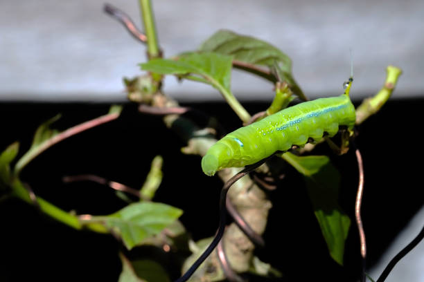 farfalla crisalide che mangia kratom o mitragyna speciosa foglia di korth - lime butterfly foto e immagini stock