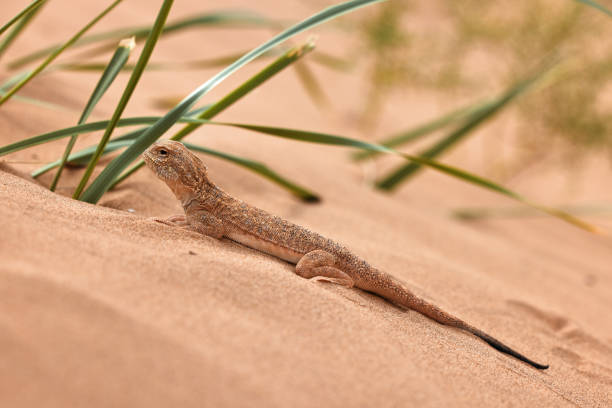 istock Toad-headed agama, Phrynocephalus mystaceus. Calm desert roundhead lizard on the sand in its natural environment. A living dragon of the desert Close up. incredible desert lizard 1886982400