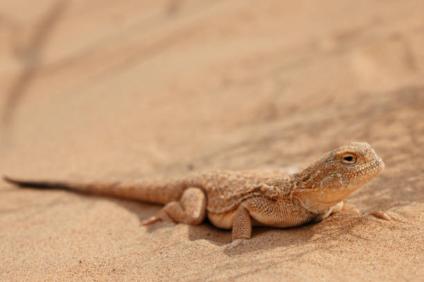 istock Toad-headed agama, Phrynocephalus mystaceus. Calm desert roundhead lizard on the sand in its natural environment. A living dragon of the desert Close up. incredible desert lizard 1886983459